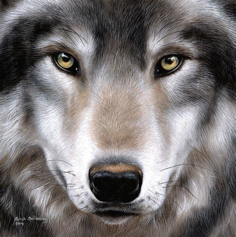 Grey Wolf Painting by Sarah Stribbling