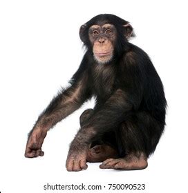 Young Chimpanzee Simia Troglodytes 5 Years Stock Photo 750090523 ...