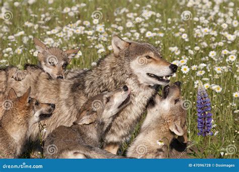 Wolf Pups Playing With Mom In Wildflowers Stock Photo - Image: 47096728