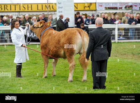 Showing Limousin cattle at the Royal Highland Show, Edinburgh, Scotland ...