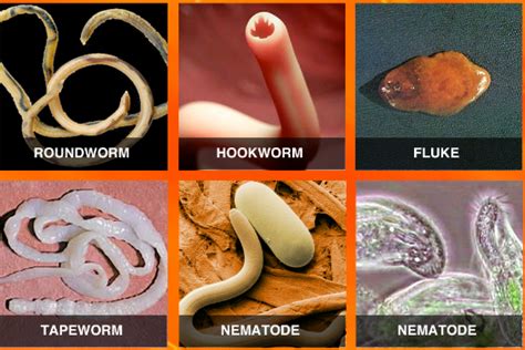 Different Types Of Human Parasites