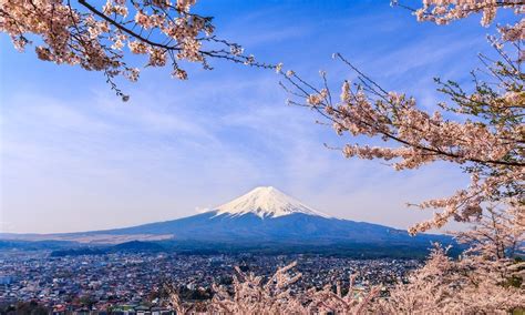 Cherry Blossom in the Fuji Five Lakes Area | Kyuhoshi