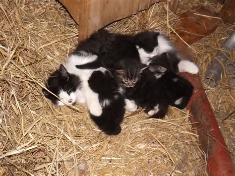 A VERY LARGE PILE OF BARN KITTENS. SO CUTE | Kittens, Dog cat, Animals