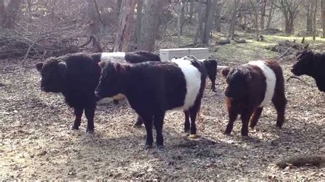 Mini Belted Galloways - Dinner time At the Old Beltie Ranch! - YouTube