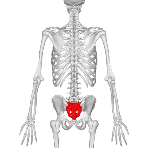 Sacral Vertebrae Diagram