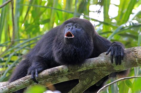 Interesting Facts about the Black Howler Monkey - Animal Media Foundation