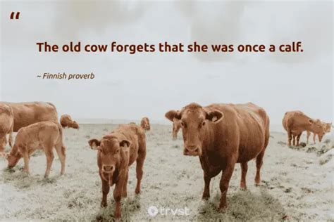 40 Cow Quotes about the Gentle Bovines (2024)