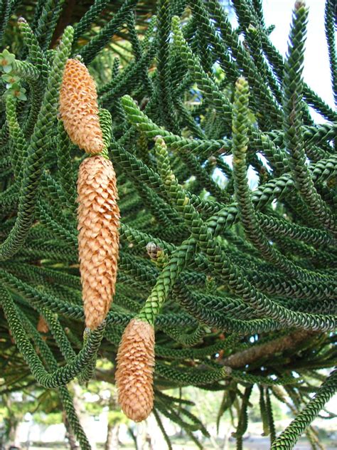 Araucaria columnaris