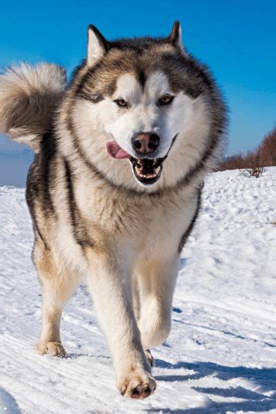 22 Types of Husky Dog, Their Appearance, Temperament, & Origin