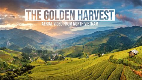 Beautiful footage of golden rice harvest from North Vietnam