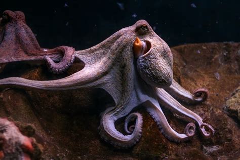 Octopuses News, Articles, Stories & Trends for Today