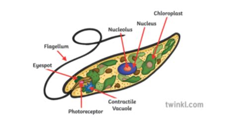 What are Protists? - Answered - Twinkl Teaching Wiki