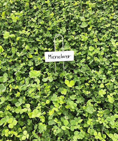 Hancock's Micro Clover Seed – hancockseed.com