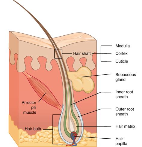 Hair | Biology for Majors II