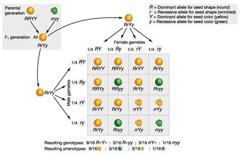 The phenotypic ratio in dihybrid cross is