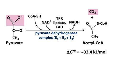 What happens during pyruvate decarboxylation?