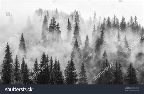 Abstract Black White Landscape Fog Forest Stock Photo 763867678 ...