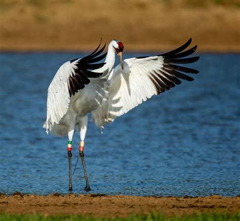 Whooping Crane | Audubon Field Guide