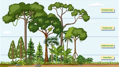 Rainforest Layers Vector Art, Icons, and Graphics for Free Download