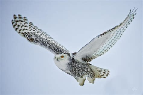 Snowy Owl In Flight Photograph by Everet Regal