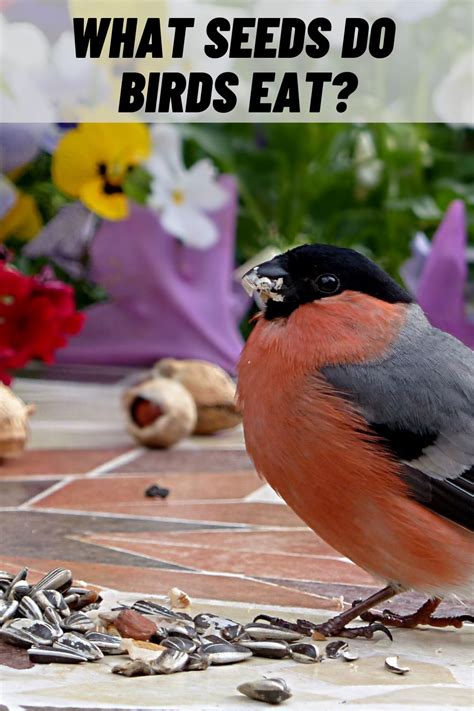 What Seeds Do Birds Eat? (15 Best Seeds Listed) (2023)