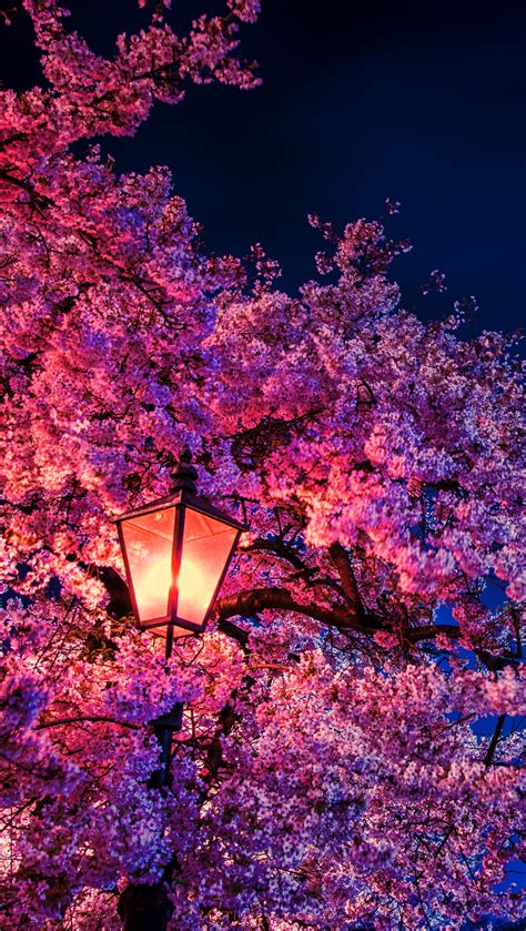 Cherry Blossom Tree Wallpaper 4K : Beautiful Cherry Blossom Trees Hd ...