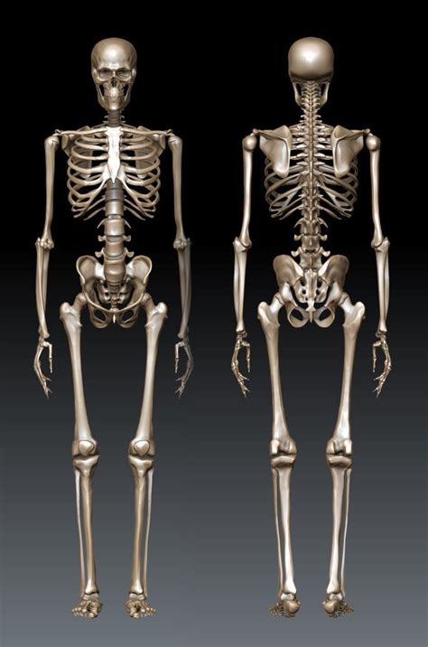 Human male skeleton by GVDigitalSculptor on DeviantArt