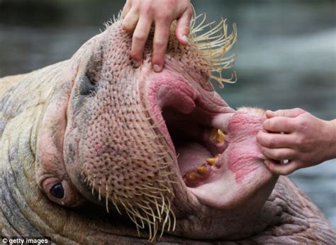 Open wide! Baby walrus gets its teeth inspected as German zoo gives ...