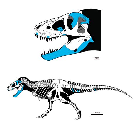 HU's Dr. Jasinski and Team Unveil New Tyrannosaurid Species