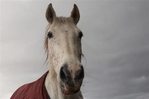 The sweet white horse Photograph by Serena Piccoli | Pixels