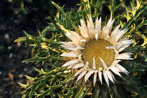 Images Carlina Acaulis - Images of Plants and Gardens - botanikfoto