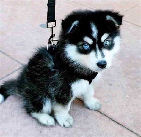 Baby Husky With Blue Eyes | PETSIDI