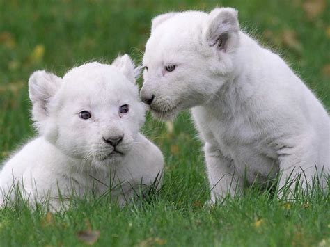 Fotos de leones bebés - Imagui