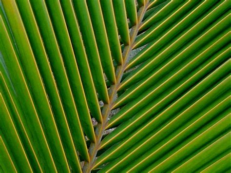 Coconut | Diseases and Pests, Description, Uses, Propagation