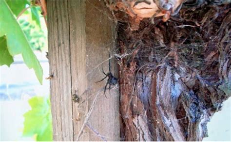 Controlling Vegetation in Black Widow Spiders' Habitat