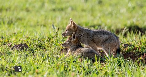 Photoseries: Playful black-backed jackal pups - Africa Geographic