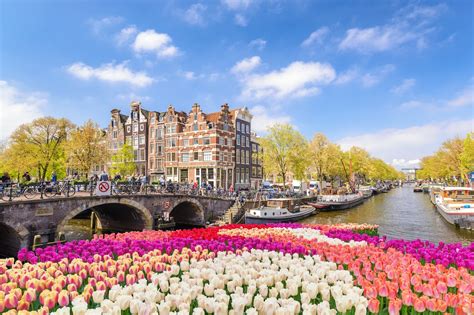 Why Tulips Are the Symbol of the Netherlands