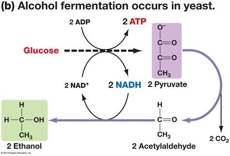 02 Alcohol fermentation occurs in yeast | Bioquímica | Pinterest