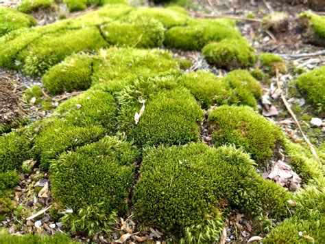 Bryophytes (Mosses, Liverworts, and Hornworts) - Earth.com