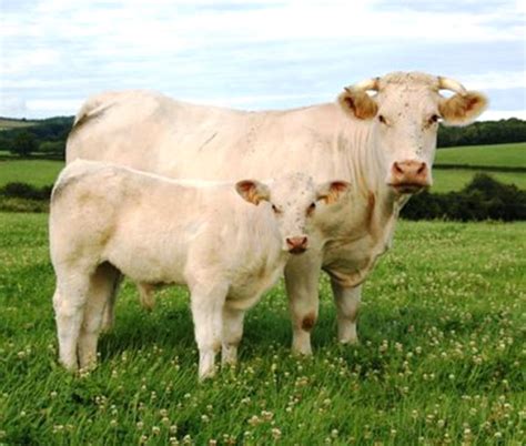 Charolais Cattle: Origin, Characteristics, Uses, Photo