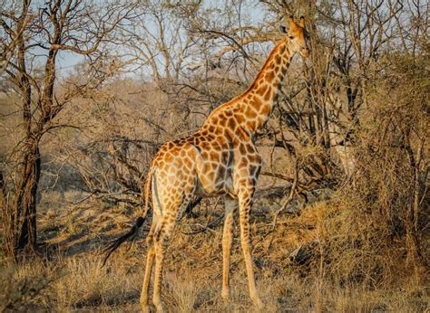 imagenes-de-jirafas-de-cuerpo-entero | Animales salvajes, Jirafa de ...