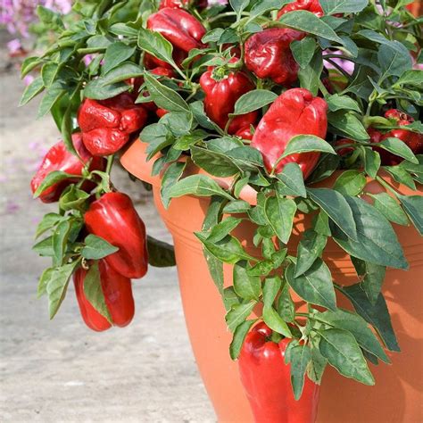 Growing Bell Peppers in Pots and Containers | Bell Pepper Care Guide