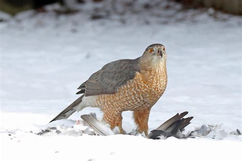 Cooper's Hawk | Audubon Field Guide