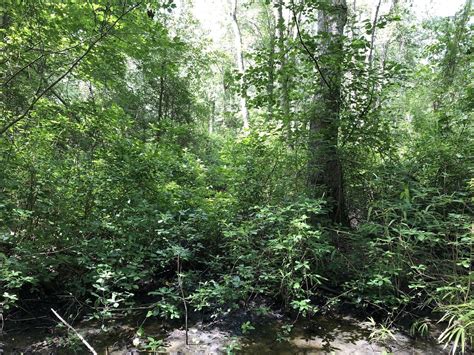 Best Hiking Trails in Great Dismal Swamp National Wildlife Refuge ...