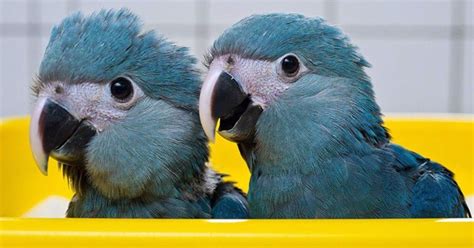 Spix's Macaw (Cyanopsitta spixii) - Babies Parrots in German Shelter ...