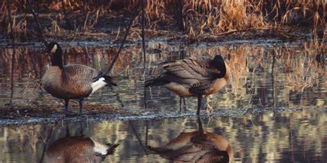 15 Duck Hunting Tips for Success! | OutdoorWorld Reviews