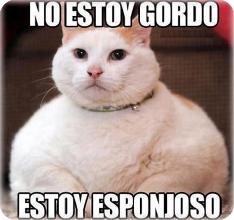 memes-de-gatos-graciosos | Imágenes actual