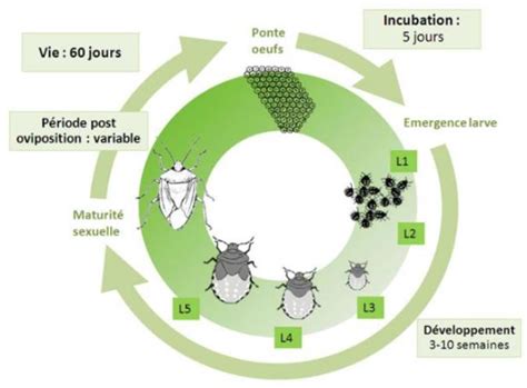 Figure 3 from Recherche et évaluation des parasitoïdes oophages ...