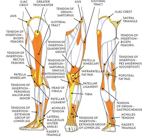 Human Leg Muscles Anatomy : Pin On Itb | Bodeniwasues