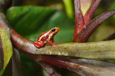 Phantasmal Poison Frog: Care and Breeding in Captivity - My Animals